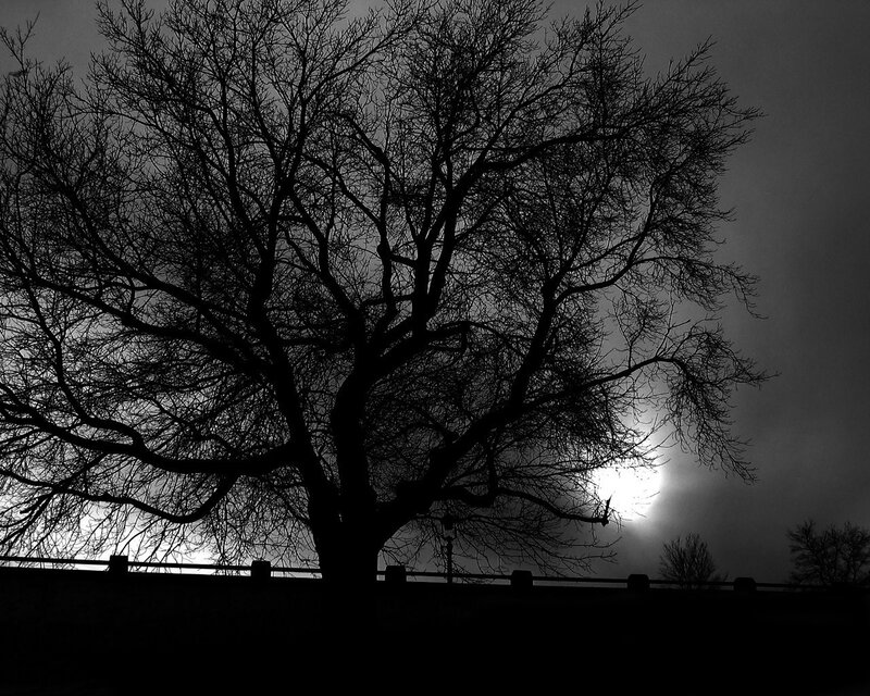 Silhouette of Bare Tree — Black, Dramatic, Night, Photograph, Moon, Sky