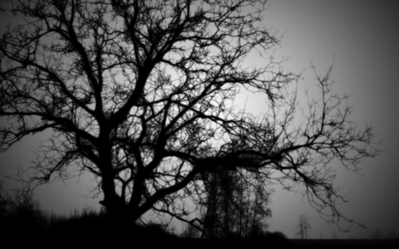 Silhouette of Bare Tree — Black, Dramatic, Night, Photograph
