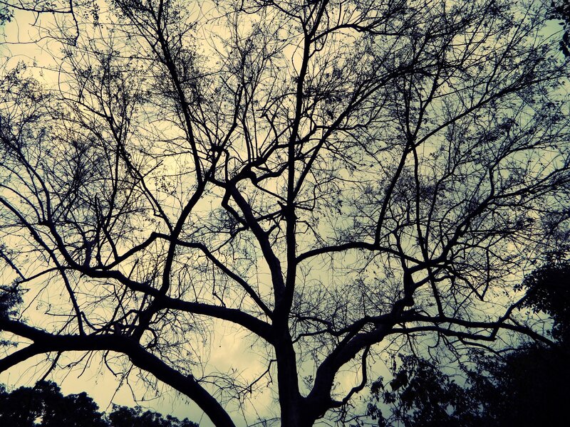 Silhouette of Bare Tree — Black, Dramatic, Sunset, Photograph
