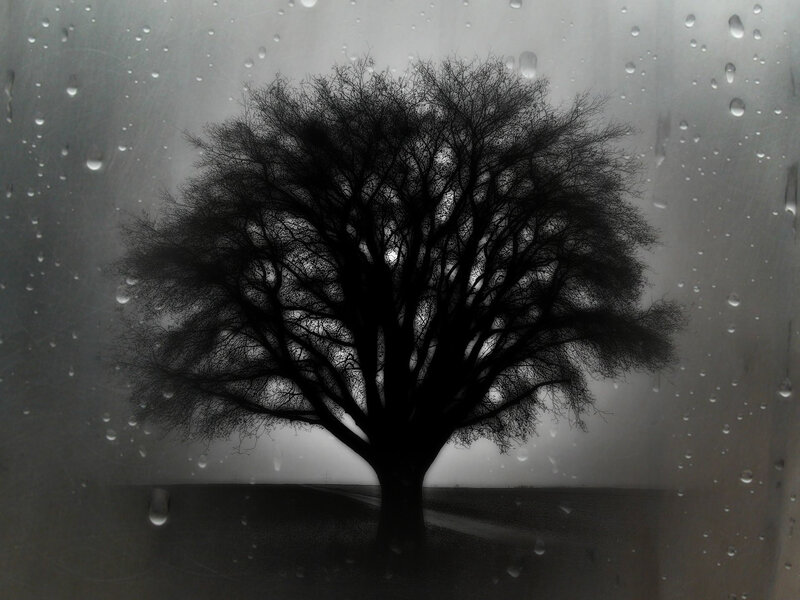 Silhouette of Bare Tree — Black, Melancholic