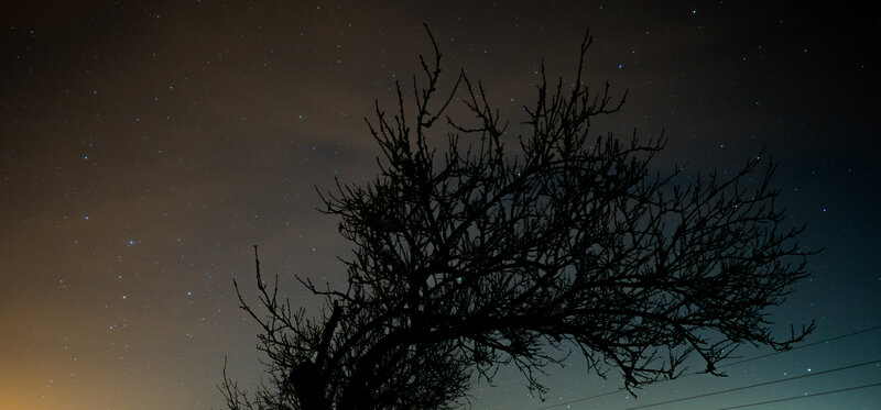 Silhouette of Bare Tree — Black, Serene, Night