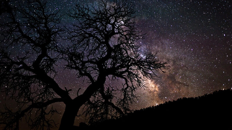 Silhouette of Bare Tree — Black, Serene