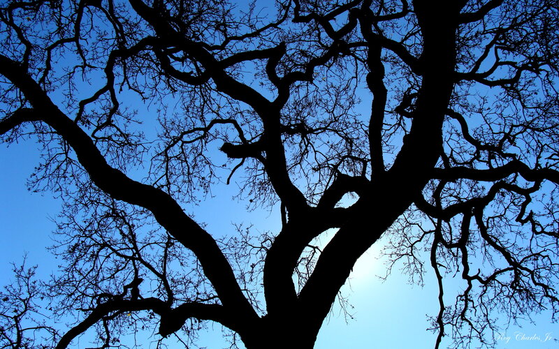 Silhouette of Bare Tree — Blue, Dramatic, Afternoon