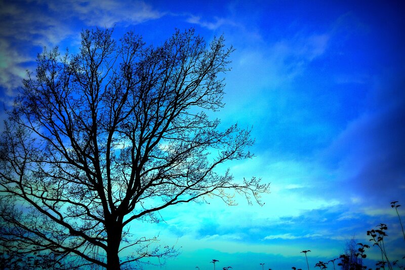 Silhouette of Bare Tree — Blue, Dramatic, Autumn