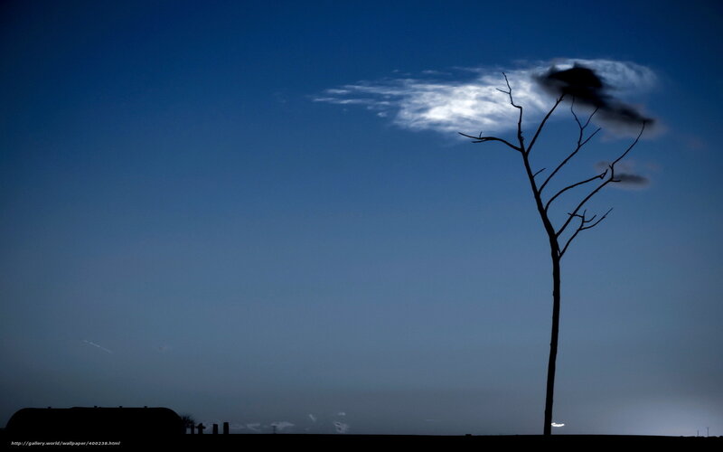 Silhouette of Bare Tree — Blue, Dramatic, Night, Photograph, Clouds, Sky, Building