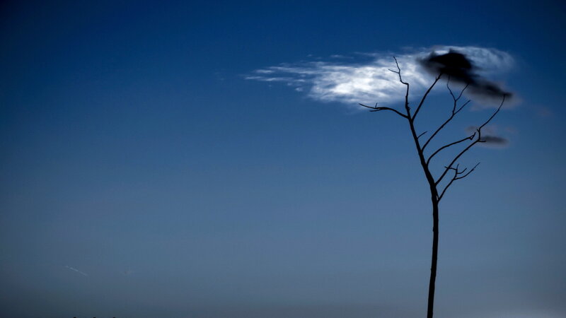 Silhouette of Bare Tree — Blue, Dramatic, Night, Photograph, Clouds, Sky