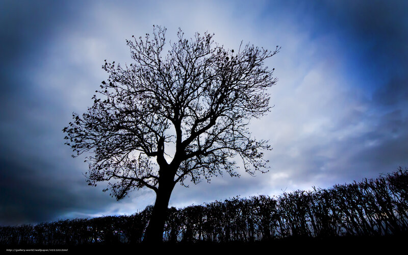 Silhouette of Bare Tree — Blue, Dramatic, Night, Photograph, Cloudy Sky