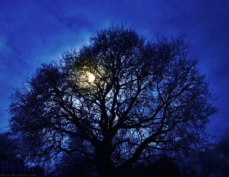 Silhouette of Bare Tree — Blue, Dramatic, Night, Photograph, Moon
