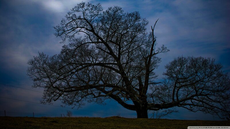 Silhouette of Bare Tree — Blue, Dramatic, Night, Photograph, Sky, Field