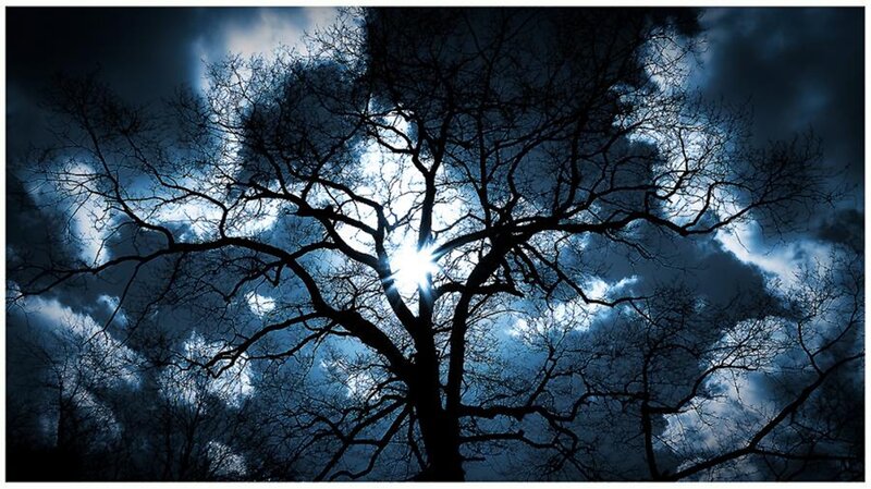 Silhouette of Bare Tree — Blue, Dramatic, Night, Photograph, Sky