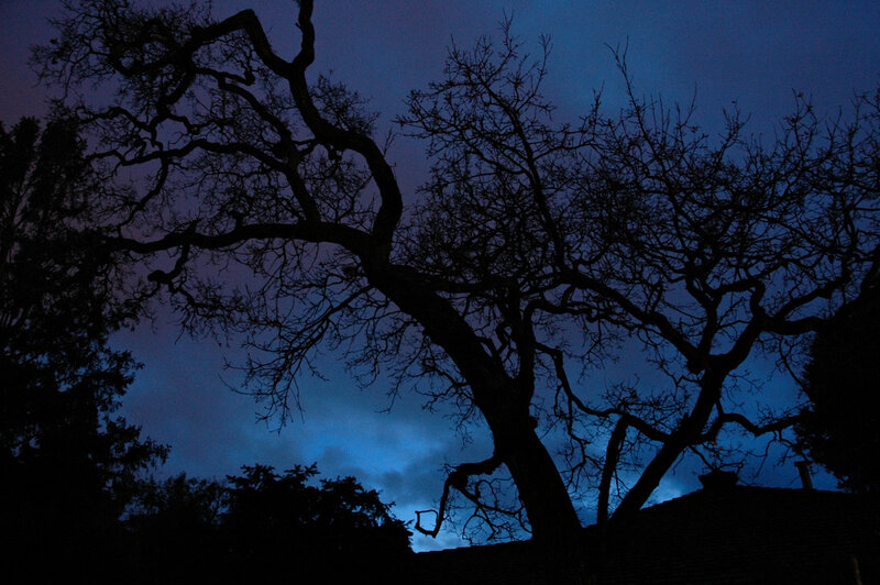 Silhouette of Bare Tree — Blue, Dramatic, Night, Photograph