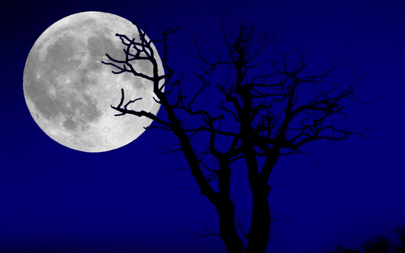 Silhouette of Bare Tree — Blue, Dramatic, Night