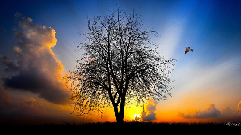 Silhouette of Bare Tree — Blue, Dramatic, Sunset, Photograph, Bird