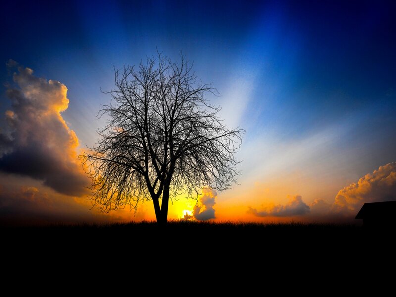 Silhouette of Bare Tree — Blue, Dramatic, Sunset, Photograph, Clouds, Sun, Field