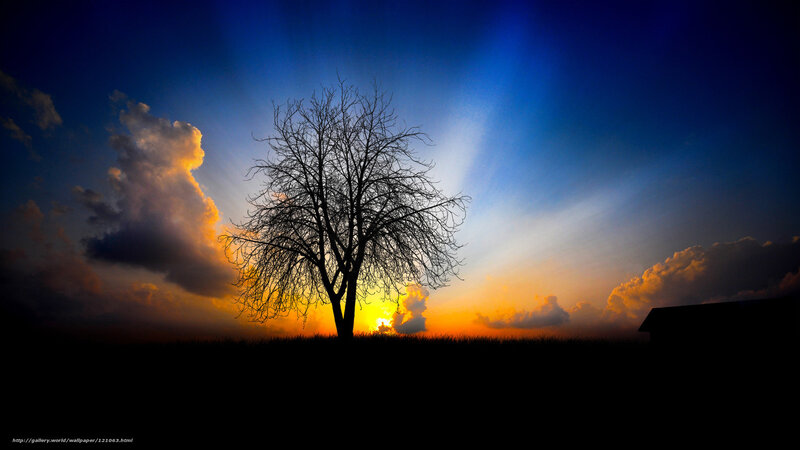 Silhouette of Bare Tree — Blue, Dramatic, Sunset, Photograph, Clouds, Sun