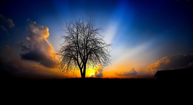 Silhouette of Bare Tree — Blue, Dramatic, Sunset, Photograph, Clouds