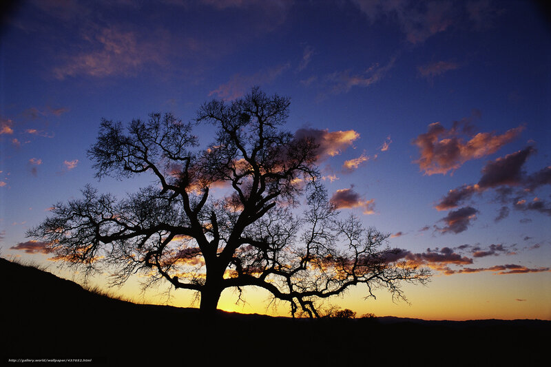 Silhouette of Bare Tree — Blue, Dramatic, Sunset, Photograph, Sky, Clouds, Hill