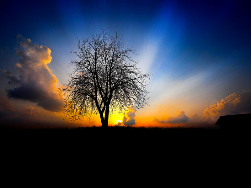 Silhouette of Bare Tree — Blue, Dramatic, Sunset, Photograph, Sun, Clouds