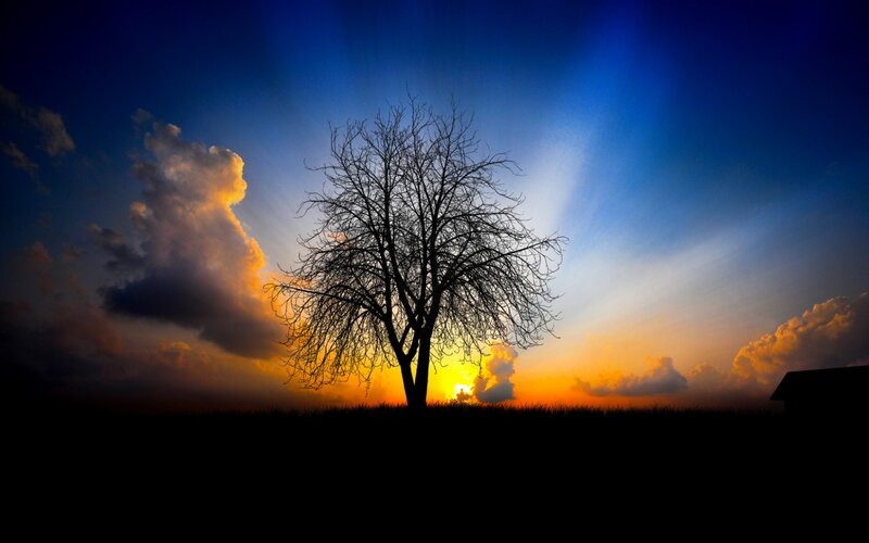Silhouette of Bare Tree — Blue, Dramatic, Sunset, Photograph