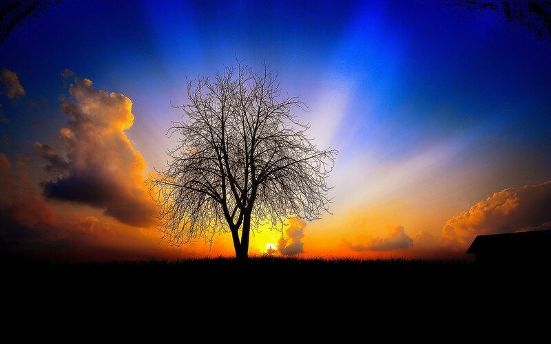 Silhouette of Bare Tree — Blue, Dramatic