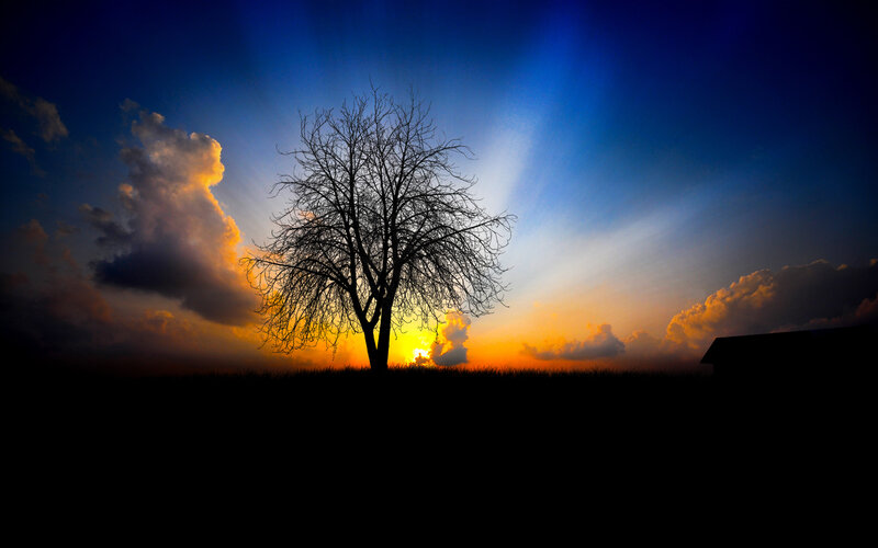 Silhouette of Bare Tree — Blue, Photograph