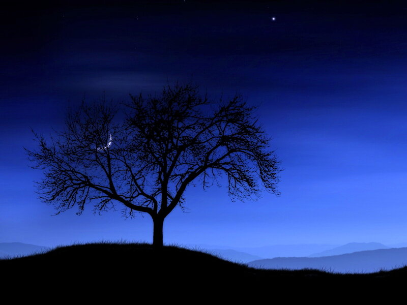 Silhouette of Bare Tree — Blue, Serene, Night