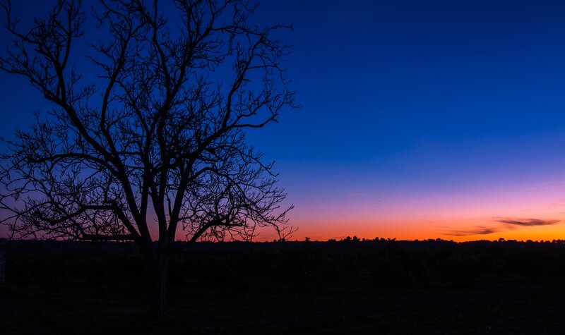 Silhouette of Bare Tree — Blue, Serene, Sunset, Photograph, Sky, Horizon, Purple