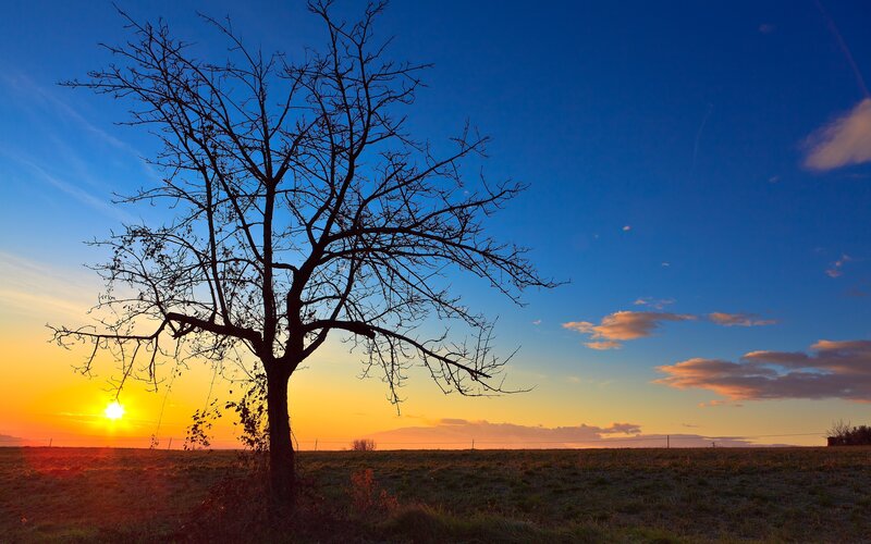 Silhouette of Bare Tree — Blue, Serene, Sunset