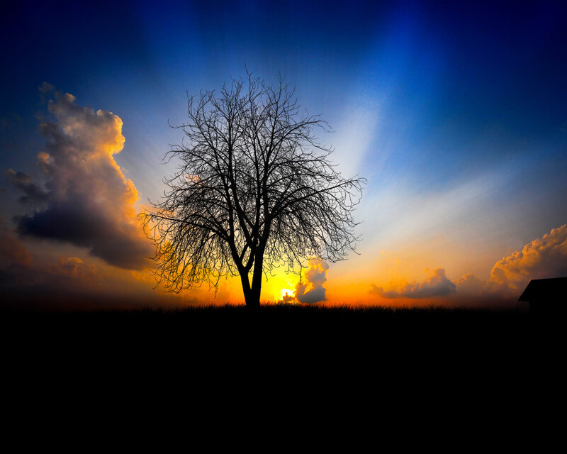 Silhouette of Bare Tree — Blue, Sunset