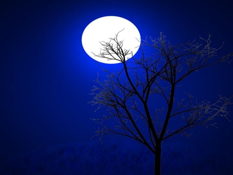 Silhouette of Bare Tree — Blue