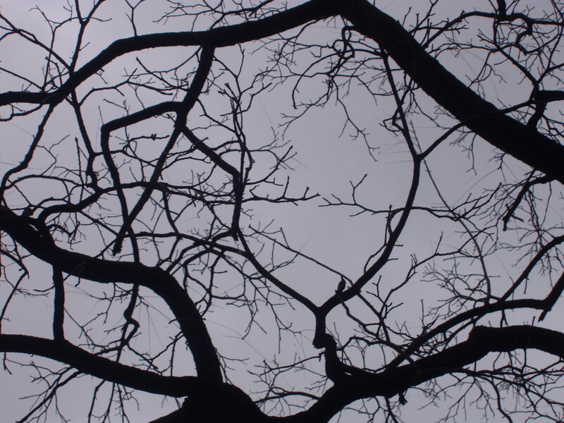 silhouette of bare tree branches