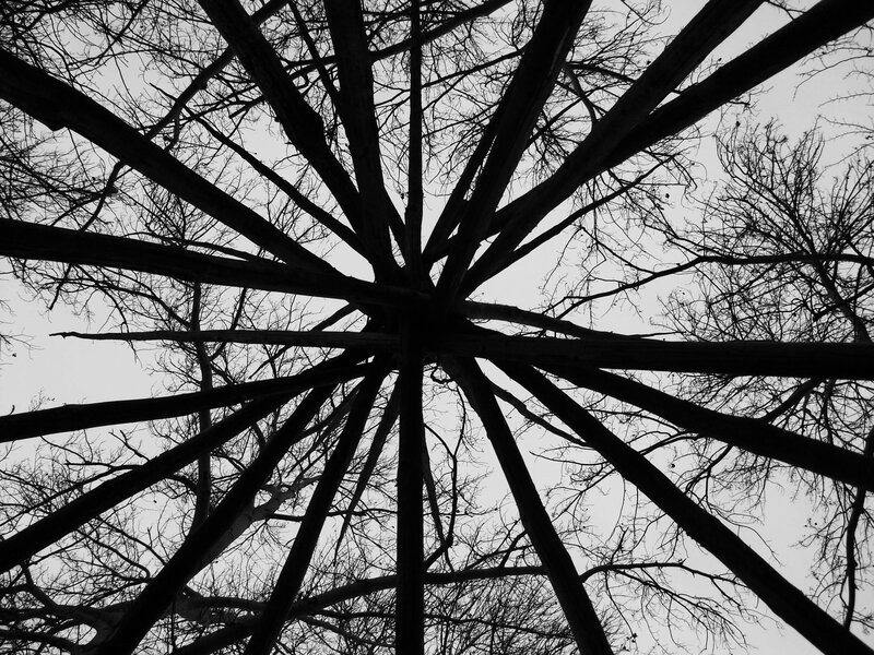 silhouette of bare tree branches