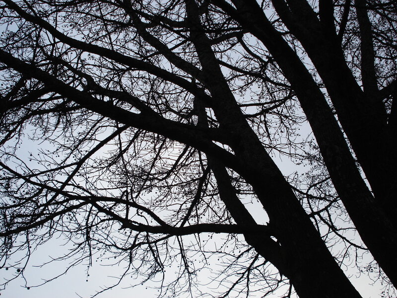 silhouette of bare tree branches