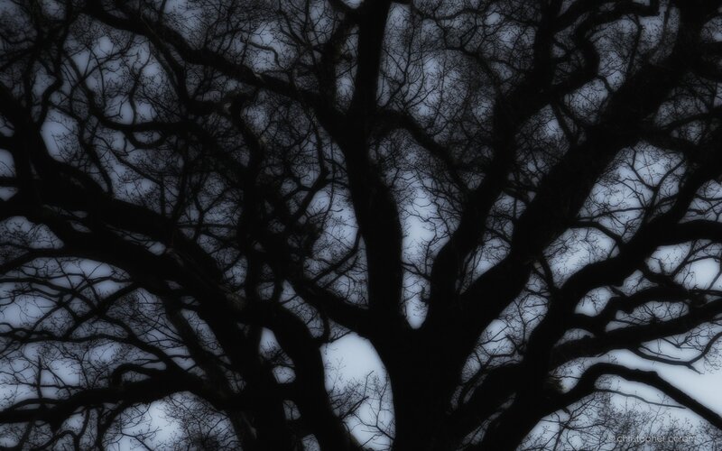 silhouette of bare tree branches