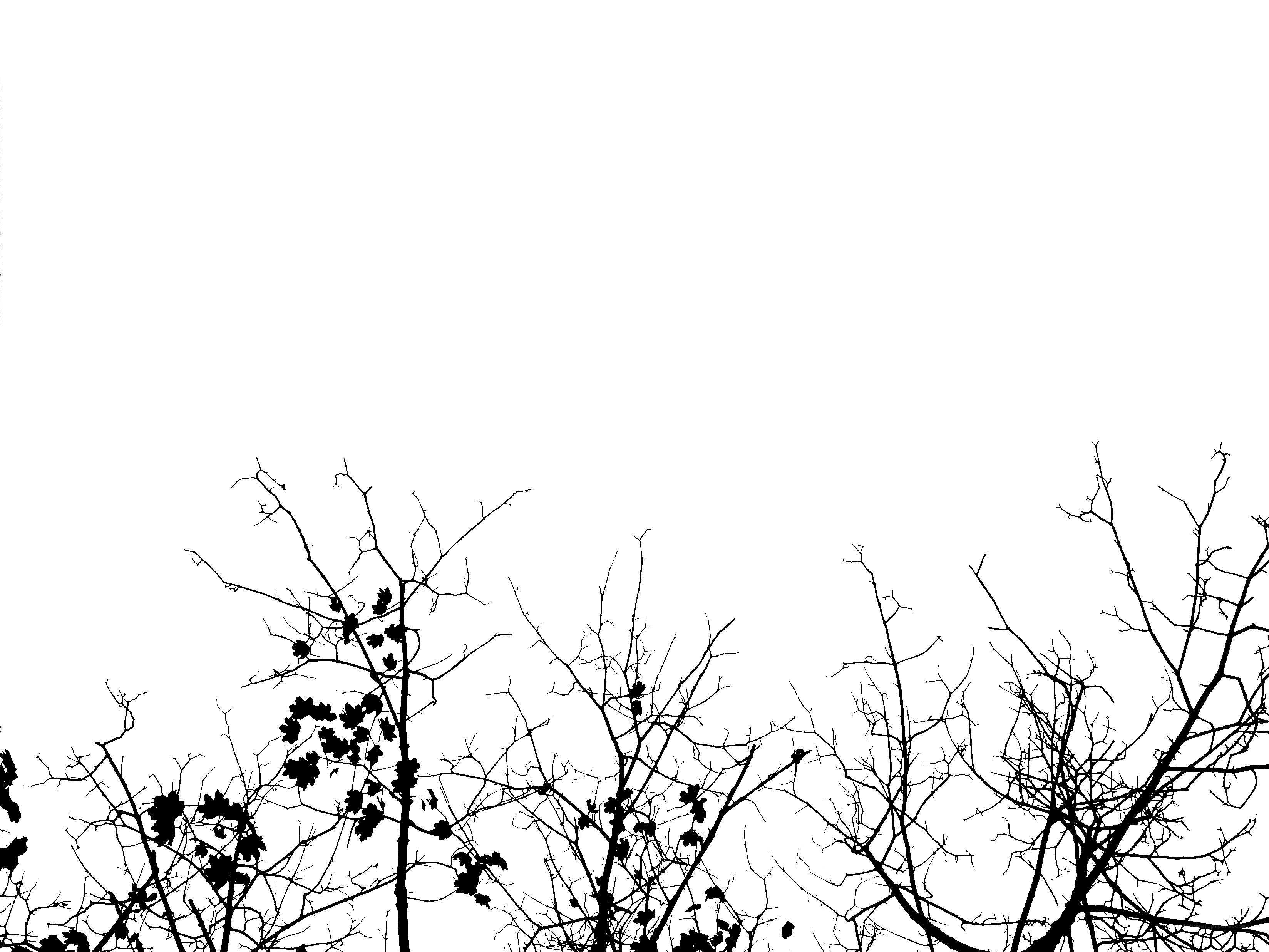 silhouette of bare tree branches