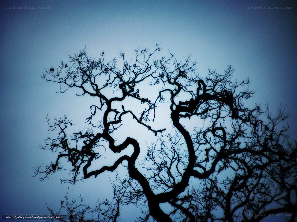 Silhouette of bare tree branches
