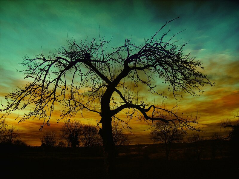 Silhouette of Bare Tree — Green, Dramatic