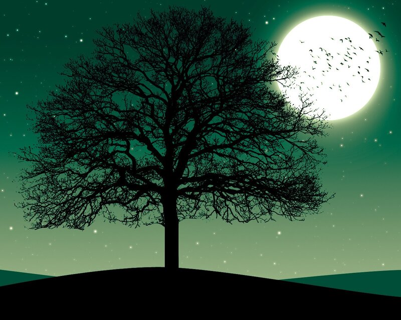 Silhouette of Bare Tree — Green, Serene
