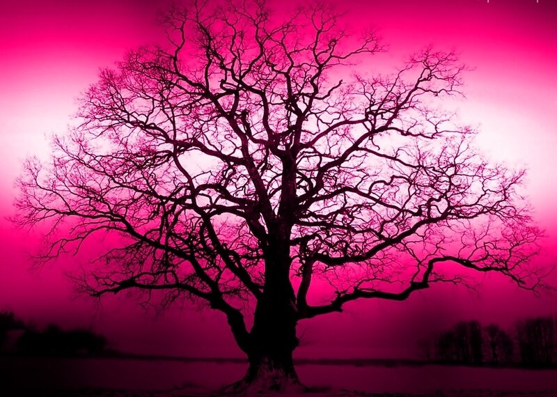 Silhouette of Bare Tree — Magenta