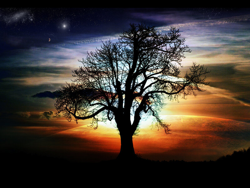 Silhouette of Bare Tree — Orange, Dramatic, Night