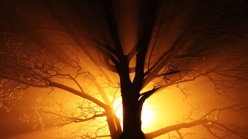 Silhouette of Bare Tree — Orange, Dramatic, Sunset, Digital Art, Sunlight