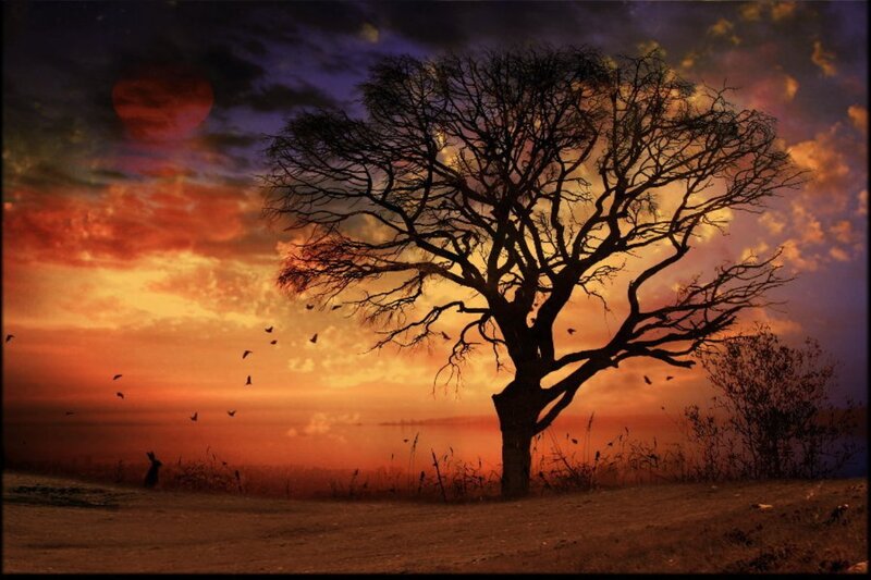 Silhouette of Bare Tree — Orange, Dramatic, Sunset, Digital Art