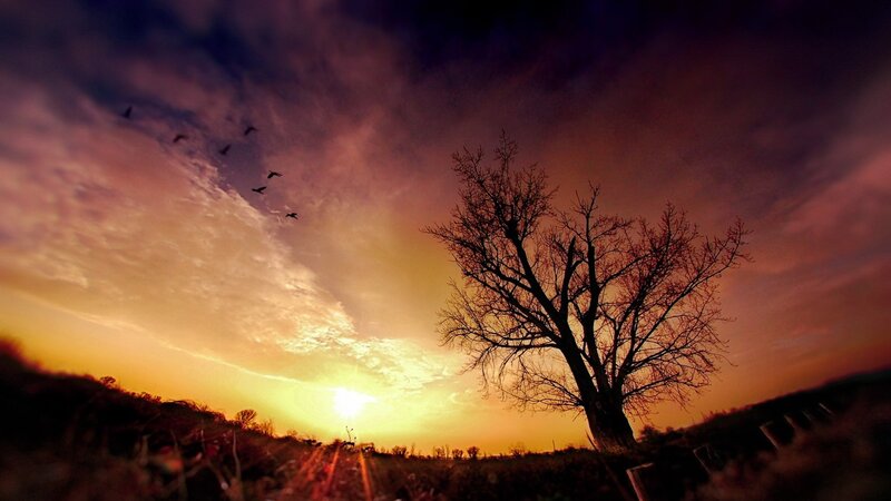 Silhouette of Bare Tree — Orange, Dramatic, Sunset, Photograph, Birds, Clouds