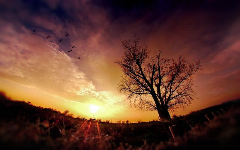 Silhouette of Bare Tree — Orange, Dramatic, Sunset, Photograph, Birds