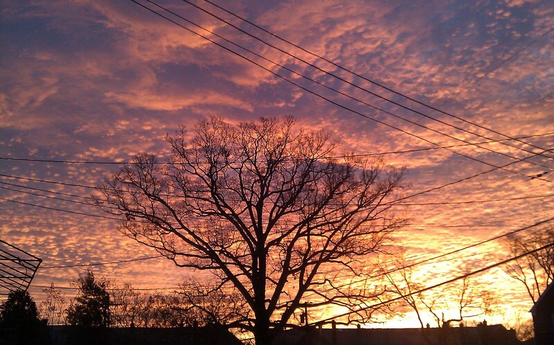 Silhouette of Bare Tree — Orange, Dramatic, Sunset, Photograph, Power Lines