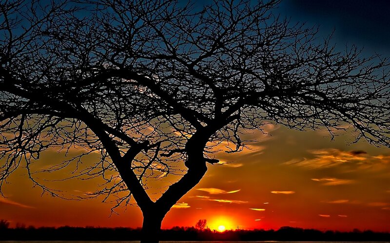 Silhouette of Bare Tree — Orange, Dramatic, Sunset, Photograph, Sky, Clouds