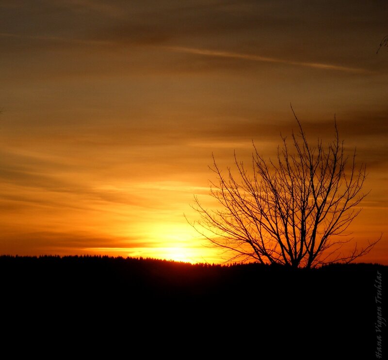 Silhouette of Bare Tree — Orange, Dramatic, Sunset, Photograph, Sky
