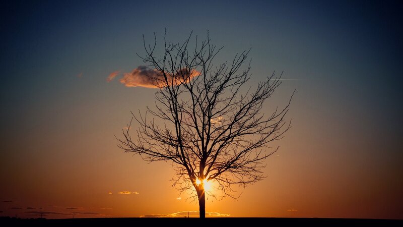 Silhouette of Bare Tree — Orange, Dramatic, Sunset, Photograph, Sun, Clouds, Sky
