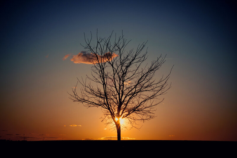 Silhouette of Bare Tree — Orange, Dramatic, Sunset, Photograph, Sun, Clouds