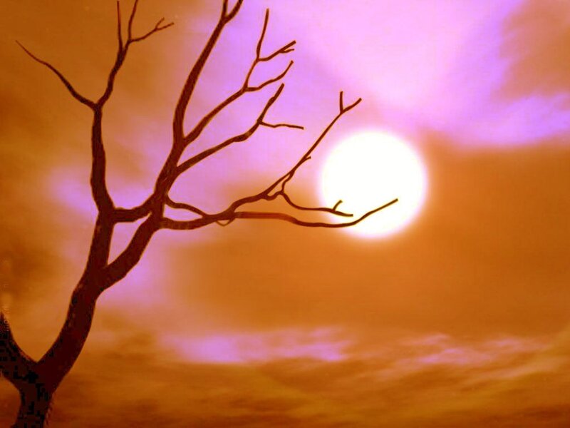 Silhouette of Bare Tree — Orange, Dramatic, Sunset, Photograph, Sun